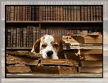 Biblioteczka, Pies, Śpiący, Książki, Śmieszne